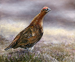 grouse